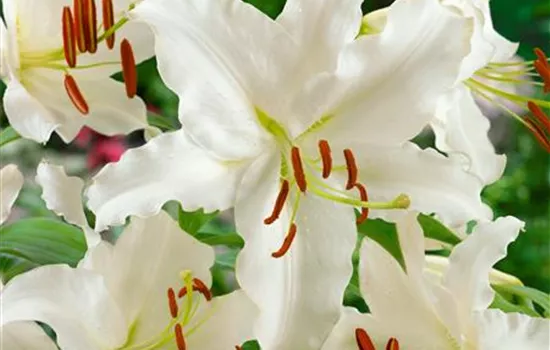 Orientalische Lilie