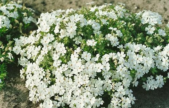 Garten-Teppich-Flammenblume