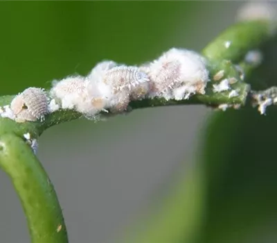 Wollläuse an Zimmerpflanzen