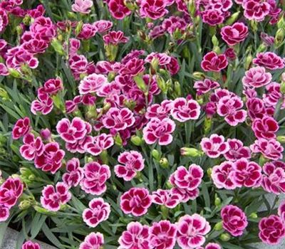 Prinzess-Nelke 'Pink Kisses'®