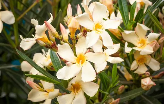 Oleander – Blütenpracht bei richtiger Pflege