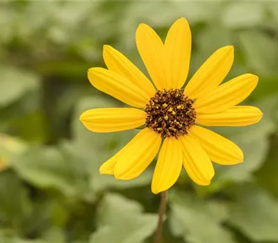 Mit einjährigen Pflanzen den Garten bunter machen