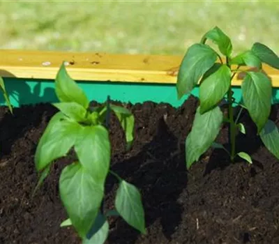 Jalapeno-Paprika - Einpflanzen ins Hochbeet