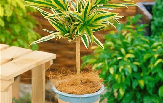 Dracaena