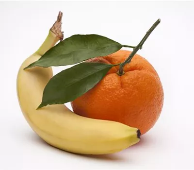 Essbanane