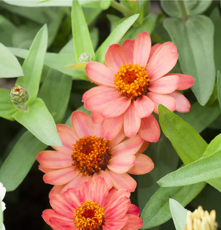 Haage-Zinnie 'Profusion'