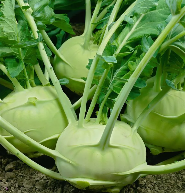Kohlrabi