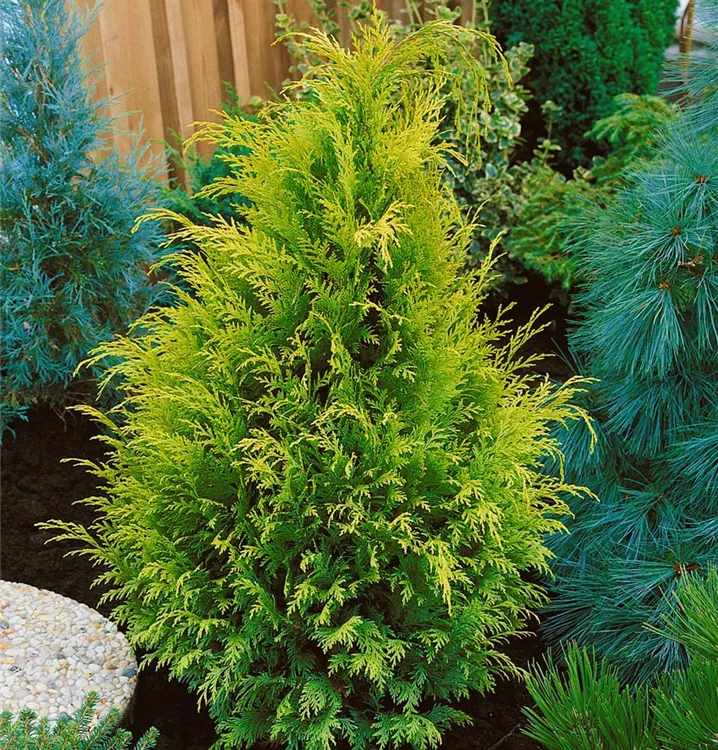 Gartenzypresse 'Stardust'