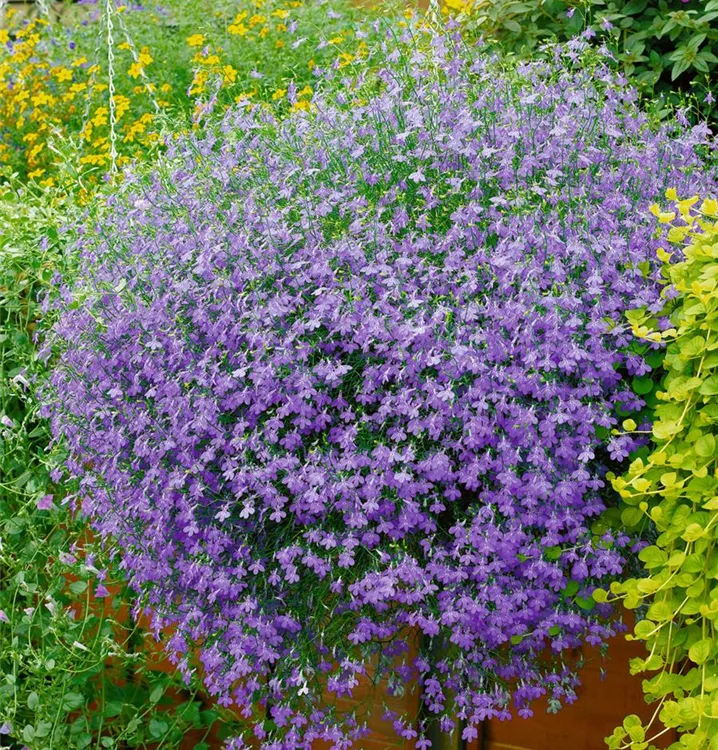 Lobelie 'Richardii'