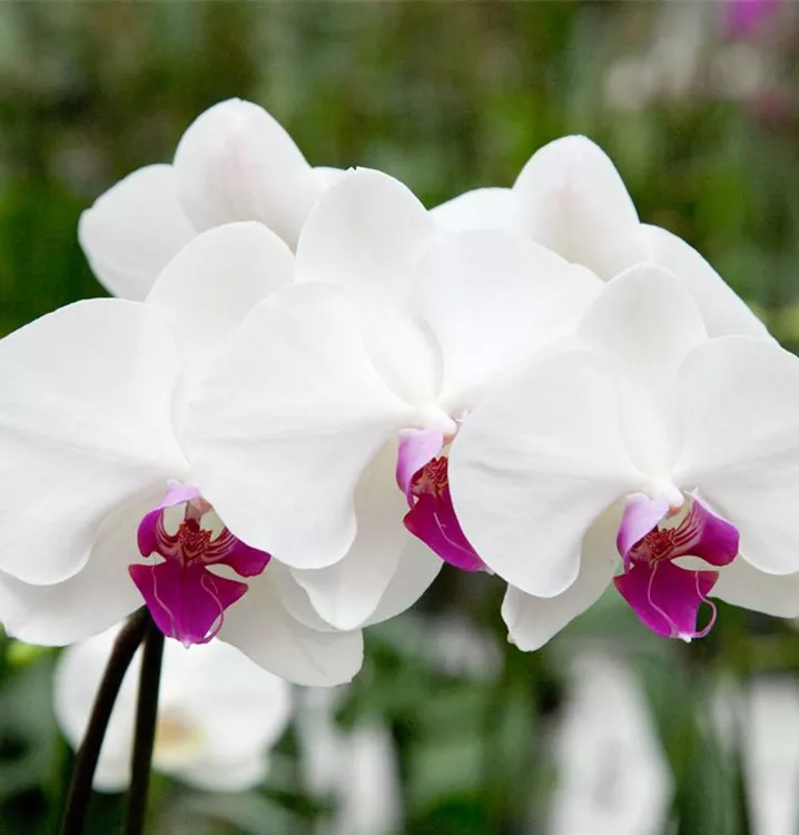 Schmetterlingsorchidee