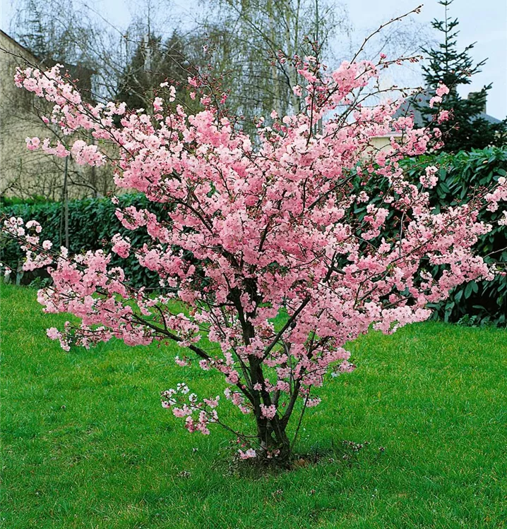 Geschlitzte Kirsche 'Oshidori'