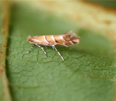 Kastanienminiermotte