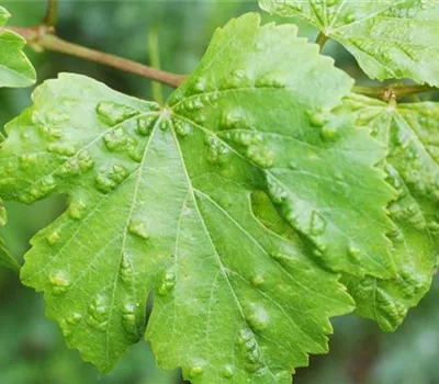 Rebenpockenmilbe an Wein