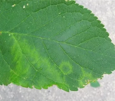 Scharkakrankheit an Pflaumen und Zwetschen