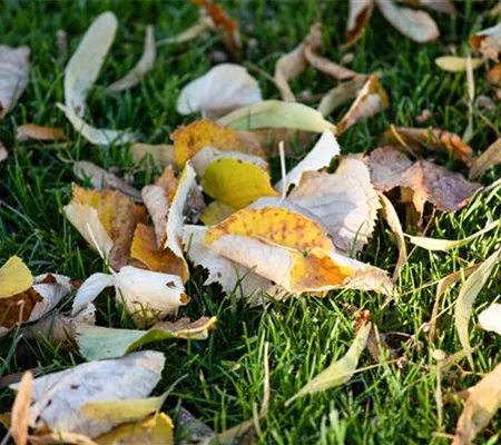 Rasenpflege im Winter - Das neue Gartenjahr startet grün