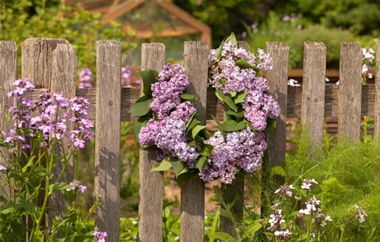 Schick eingerahmt: Gartenzäune sind nicht nur nützlich sondern auch schön