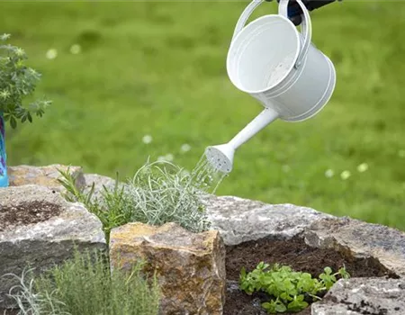 Pflanzen im Sommer gießen - wie ist es richtig? Pflanzen im Sommer gießen - wie ist es richtig?