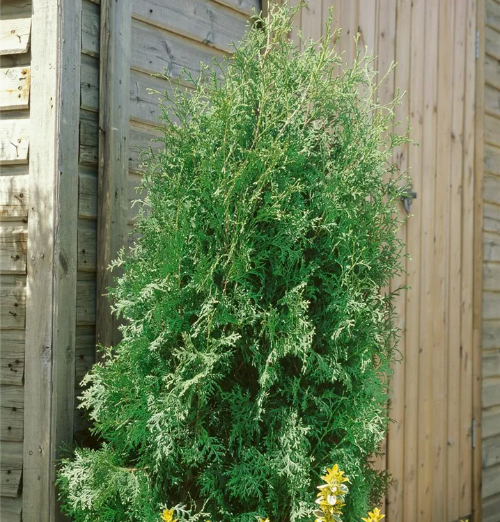 Lebensbaum 'Brabant'