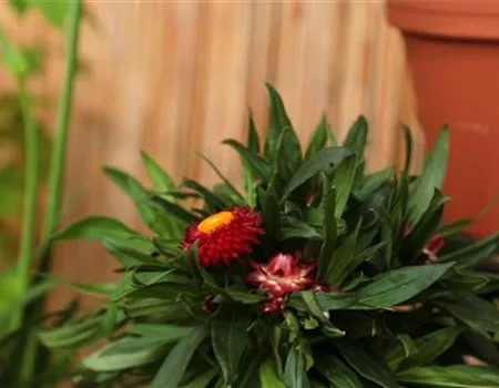 Garten-Strohblume - Einpflanzen in ein Gefäß Garten-Strohblume - Einpflanzen in ein Gefäß