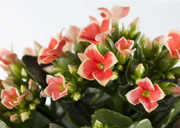 Die Kalanchoe - unsterbliche Schönheit