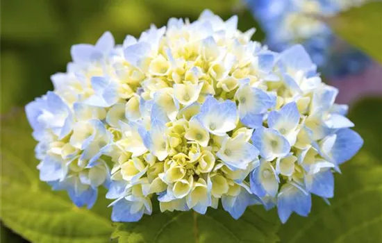 Hortensienarten und ihre wundervollen Eigenschaften