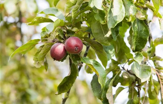 Achtung, fertig, Naschzeit - Die Ernte geht los!