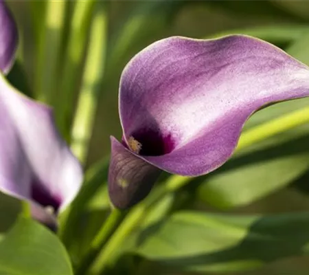 Frostempfindliche Schönheit: Calla überwintern