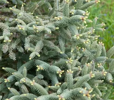 Blaugrüne Spanische Tanne 'Glauca'