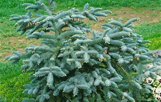 Silbertanne 'Glauca'