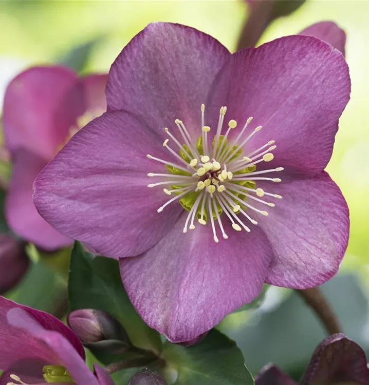 Christrose