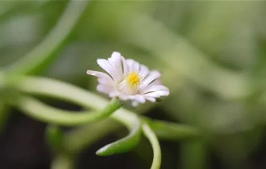 Kriechende Mittgsblume - Einpflanzen im Garten