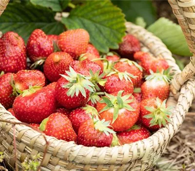 Erdbeeren pflanzen und pflegen für eine leckere Ernte Erdbeeren pflanzen und pflegen für eine leckere Ernte