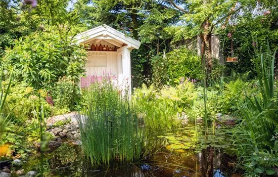 Schädlinge und Krankheiten an Wasserpflanzen erkennen