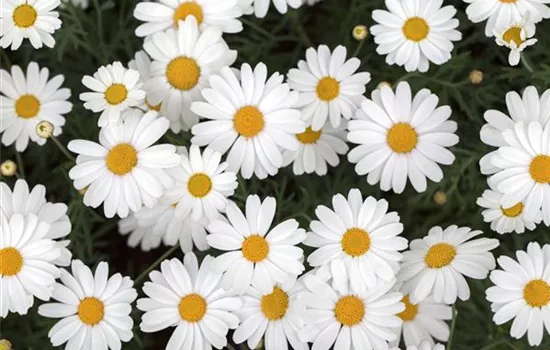 Strauchmargerite 'Crazy Daisy'