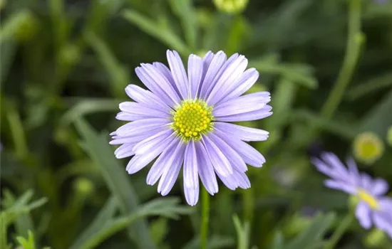 Essbare Blüten - Die schönsten Rezepte