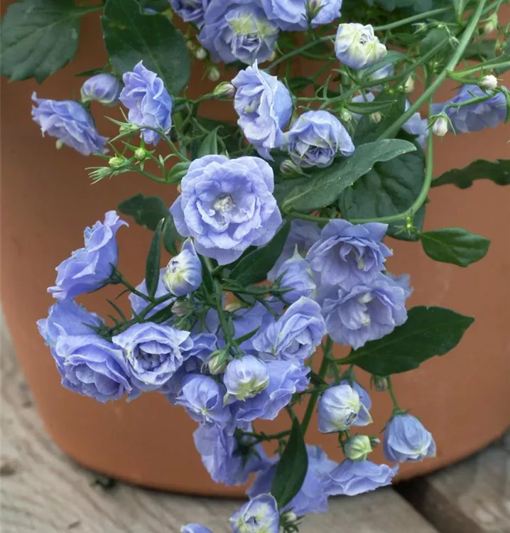 Karpaten-Glockenblume