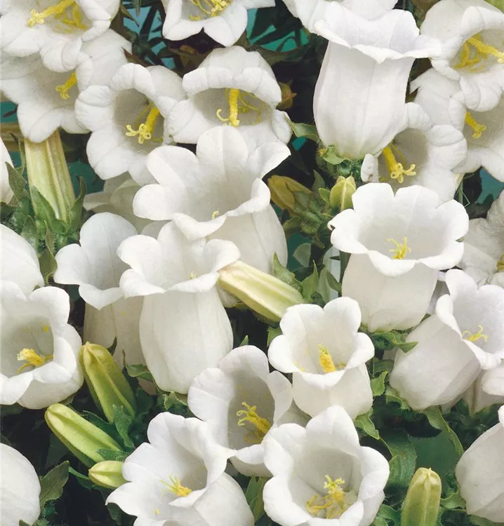 Marien-Glockenblume