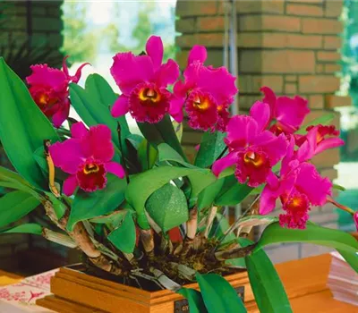 Cattleya Orchidee