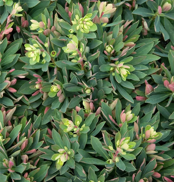 Busch-Wolfsmilch 'Kolibri'