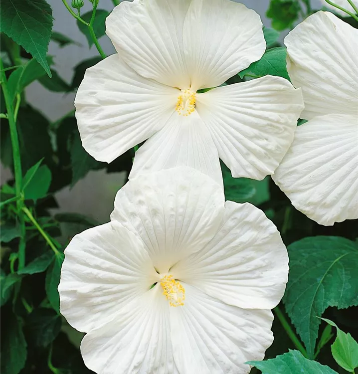 Chinesischer Roseneibisch