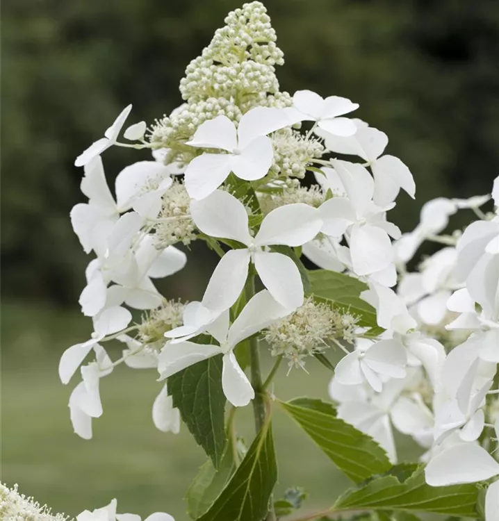 Rispenhortensie 'Kyushu'