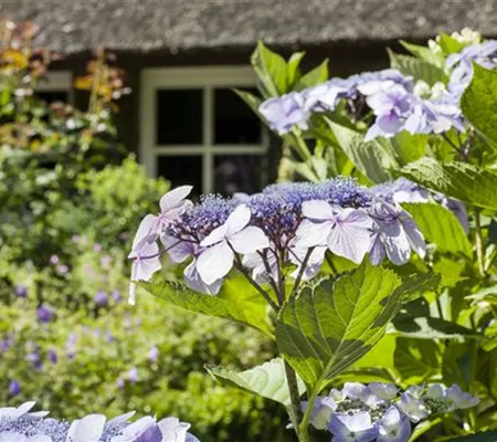 Hortensien überwintern – gesund durch die kalte Jahreszeit