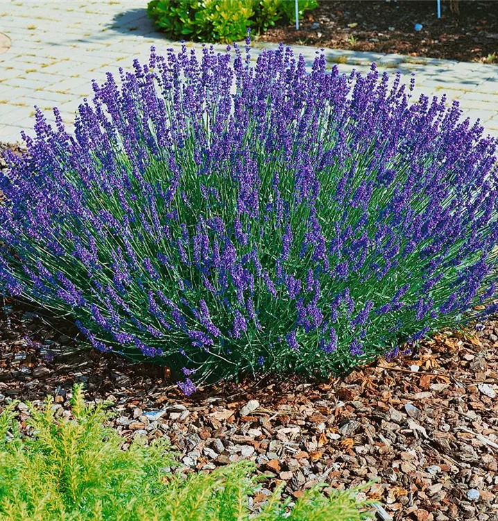 Echter Lavendel 'Hidcote'