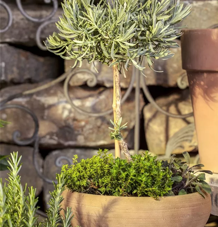 Echter Lavendel, Stamm