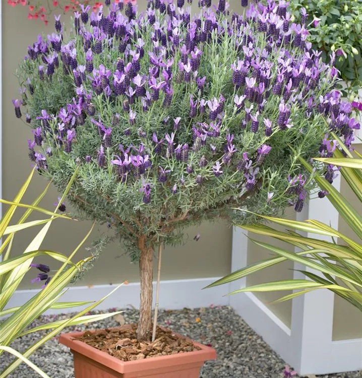 Schopf-Lavendel, Stamm