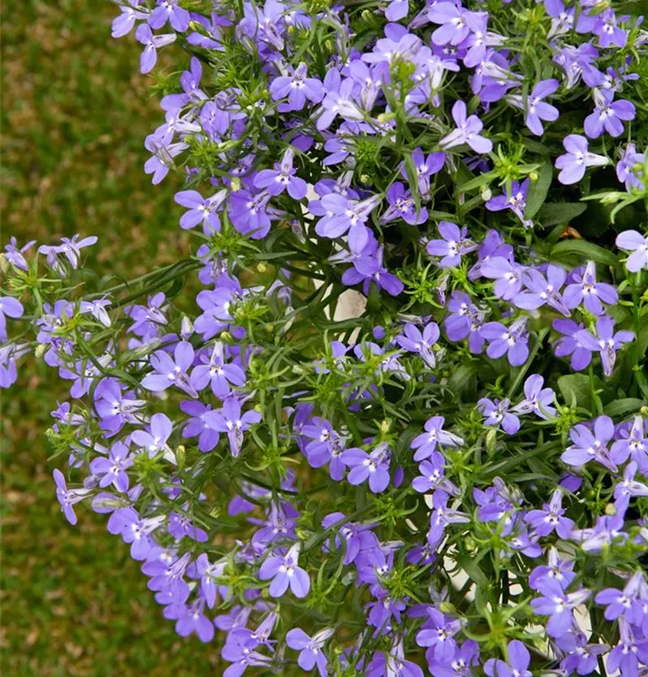 Blaue Lobelie