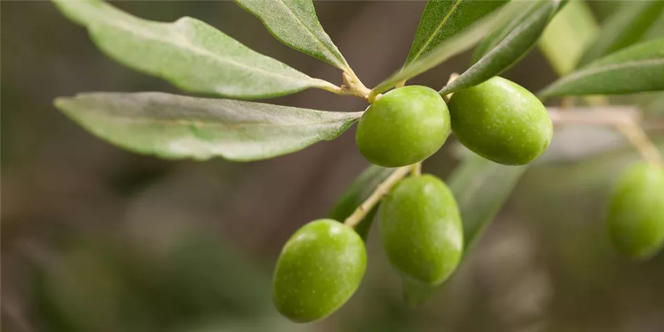 Olea europaea