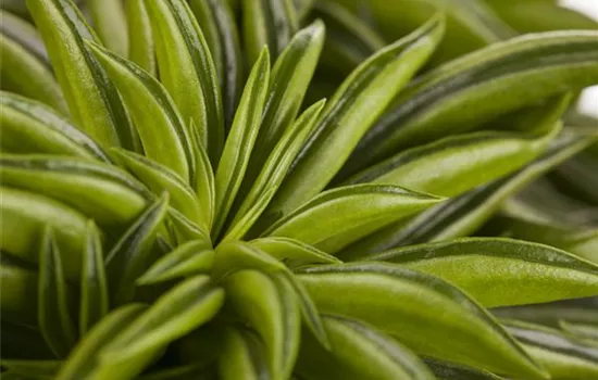 Peperomie 'Happy Bean'