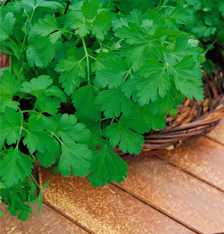 Glatte Petersilie 'Gigante d´Italia'