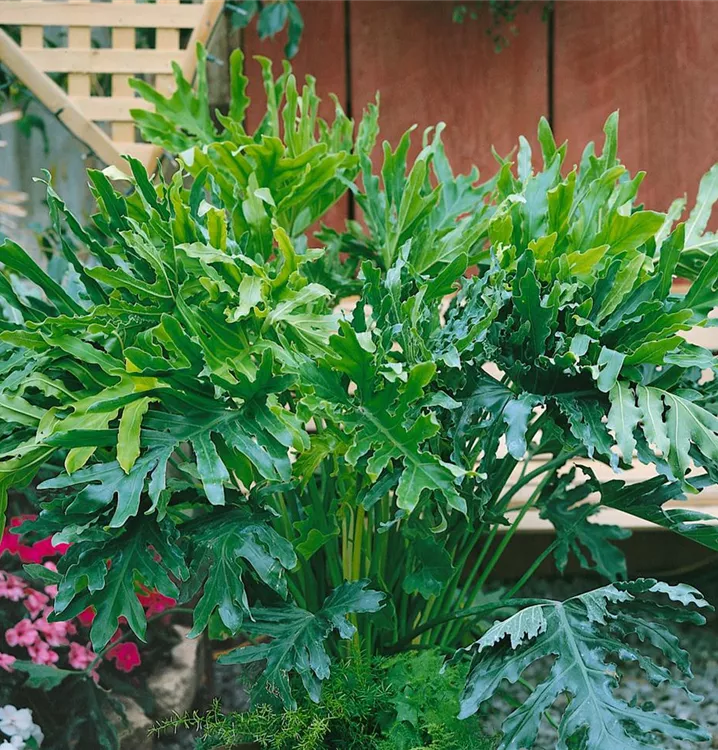 Philodendron